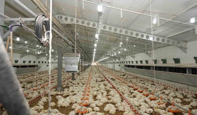 Üzümlü'de tavuk çiftliğinde inceleme yapıldı
