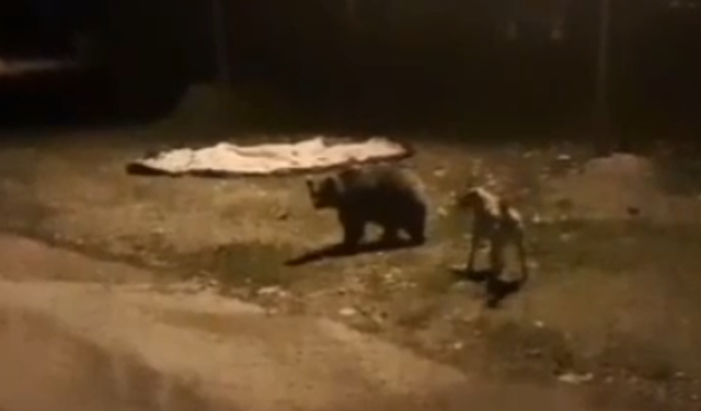 Erzincan’da Ayılar Merkez Köylere Kadar İndi! (VİDEO)