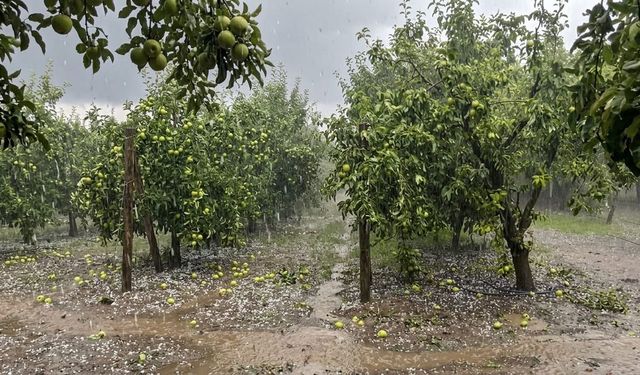 Aniden Bastıran Dolu Yağışı Erzincan'ın Meyve Bahçelerini Vurdu