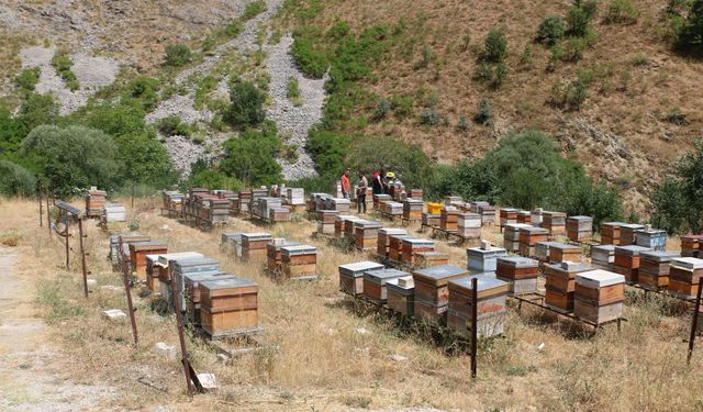 Erzincan’da Arıcılık Desteği Başvuruları İçin Son Tarih 6 Kasım!