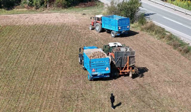 Erzincan'da şeker pancarı hasadı başladı
