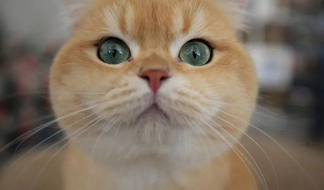 Kedilerin Ortalama Ömrü Ne Kadar? Kedi Ömrünü Uzatmanın Bilimsel Yolları