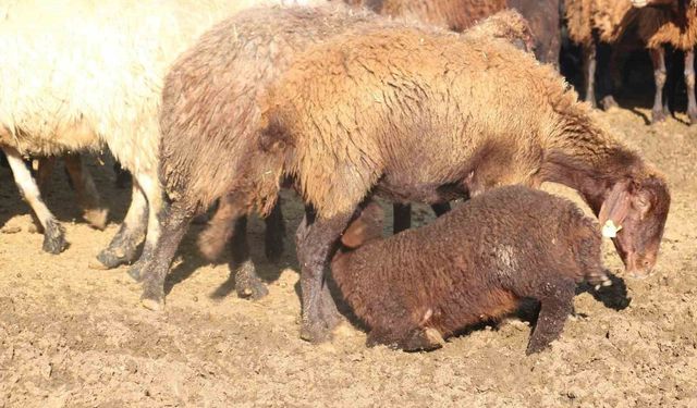 Koyun yetiştiricilerine 'mavi dil' hastalığı uyarısı