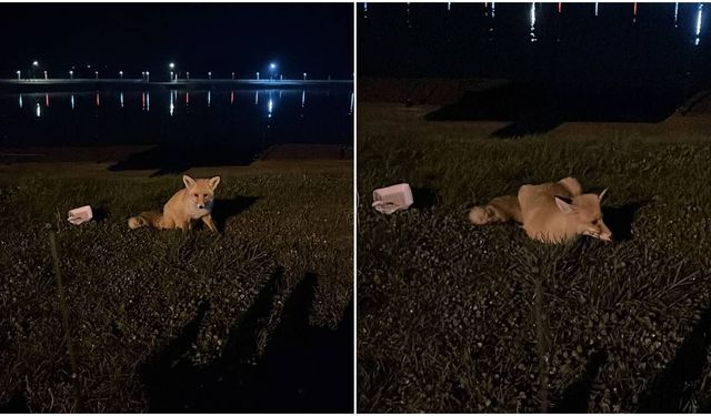 Erzincan’da Kampçıların Misafiri Tilki Oldu! Kediyle Birlikte Beslendi (VİDEO)