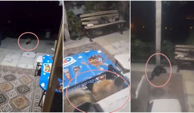 Erzincanlı vatandaş  evine gelen tilki ve sansarı elleriyle besliyor (VİDEO)