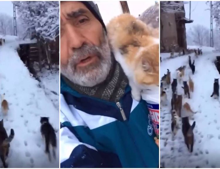 Kemah’ta Kar Sessizliği Şefkatle Bozuldu: Köylü Aç Kalan Kedilere Sahip Çıktı