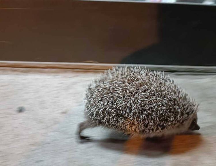 Karnı Acıkan Sevimli Kirpi Soluğu Markette Aldı