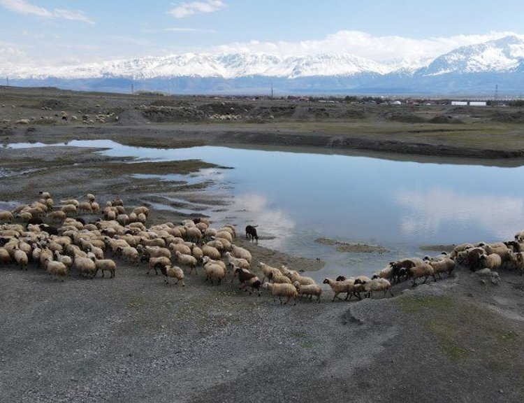 Erzincan’da Baharla Birlikte Sürüler Meraya İndi: Üretici Nefes Aldı