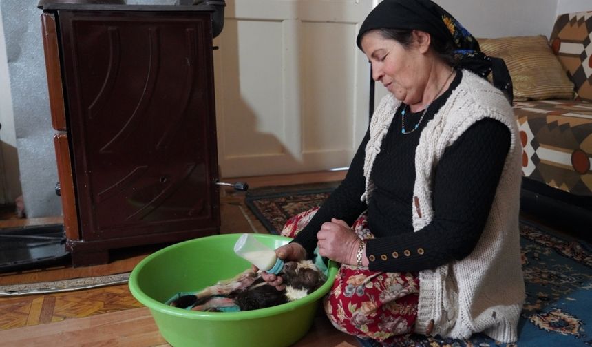 Erzincanlı göçer aile, biberonla evde baktıkları erken doğan kuzuyu yaşatmaya çalışıyor