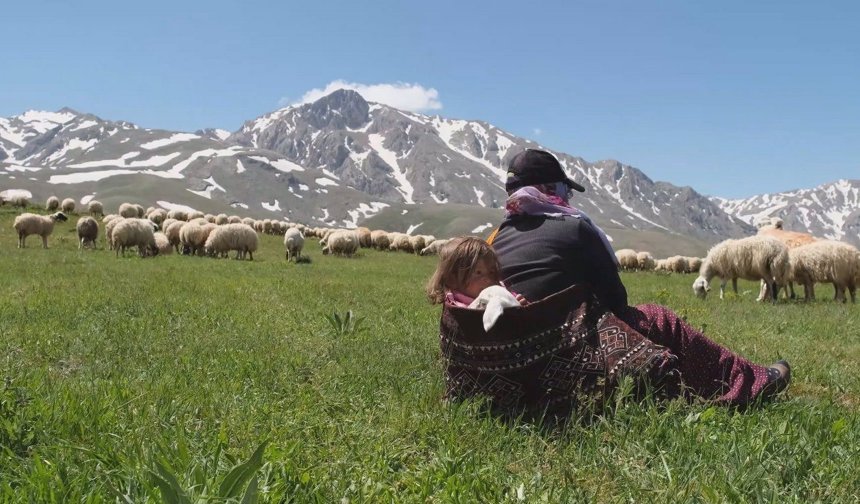 Erzincan hayvancılığına dev destek: 100 küçükbaş ve ödeme