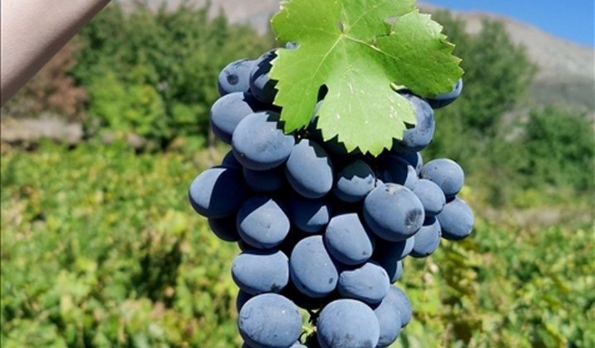 Cimin Üzümünde Verimi Katlayan Budama Tüyoları