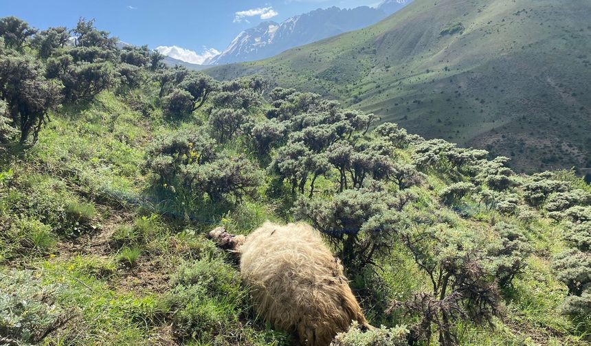 Erzincan'da kurtlar sürüye saldırdı, 20 koyunu telef etti