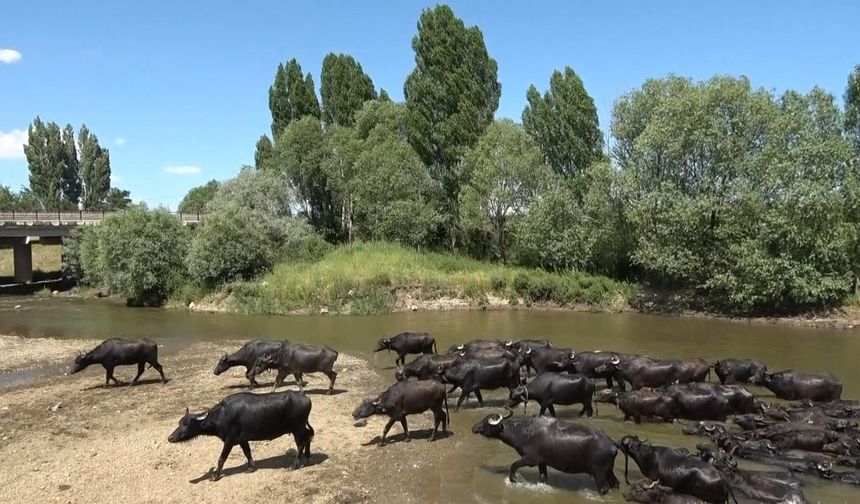 Afrika’yı aratmayan görüntüler