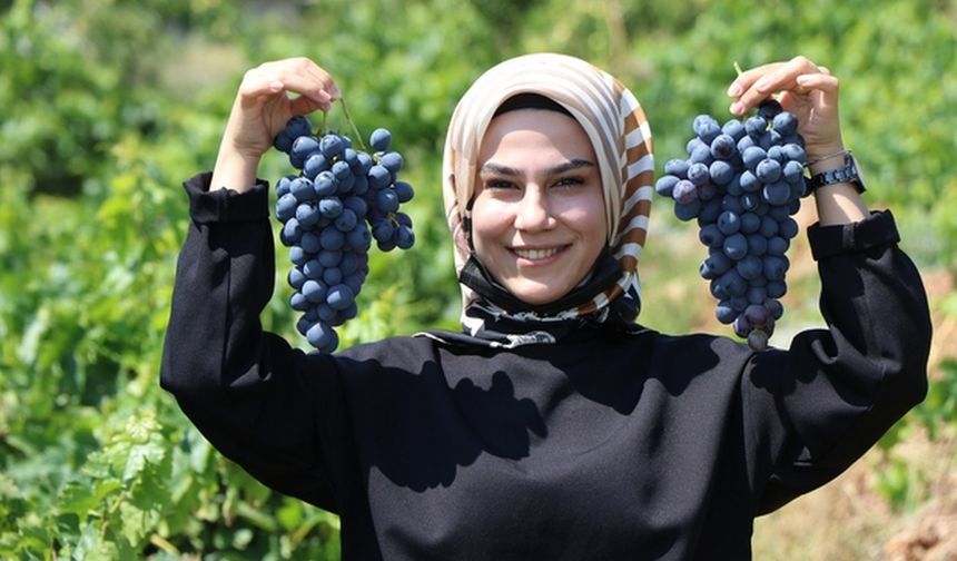 Türkiye’nin ilk patentli üzümü; Cimin Üzümü