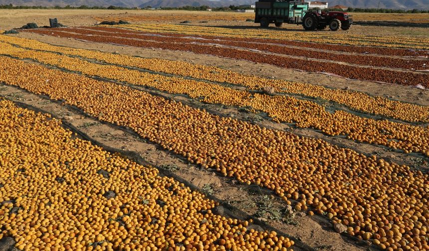 Kayısıda hasat dönemi başladı