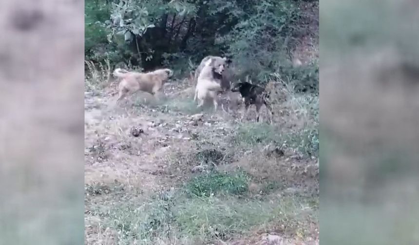 Köye inen ayıyı köpeklerin kovalaması kamaralara yansıdı