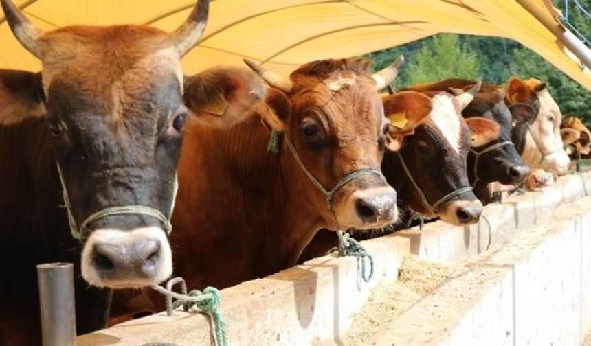 Erzincan’da besicilik yapanlar dikkat! 2026 Erkek Sığır Desteği Başvuruları Başladı