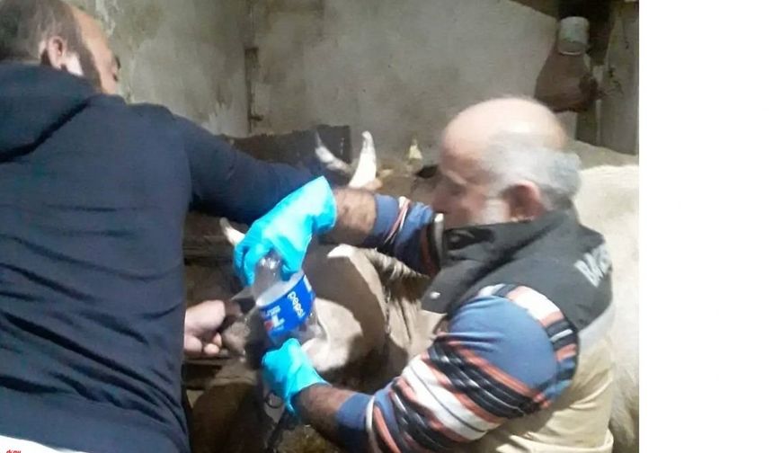 Bayburt'ta inanılmaz olay; çoban öldü 150 hayvan son anda kurtarıldı
