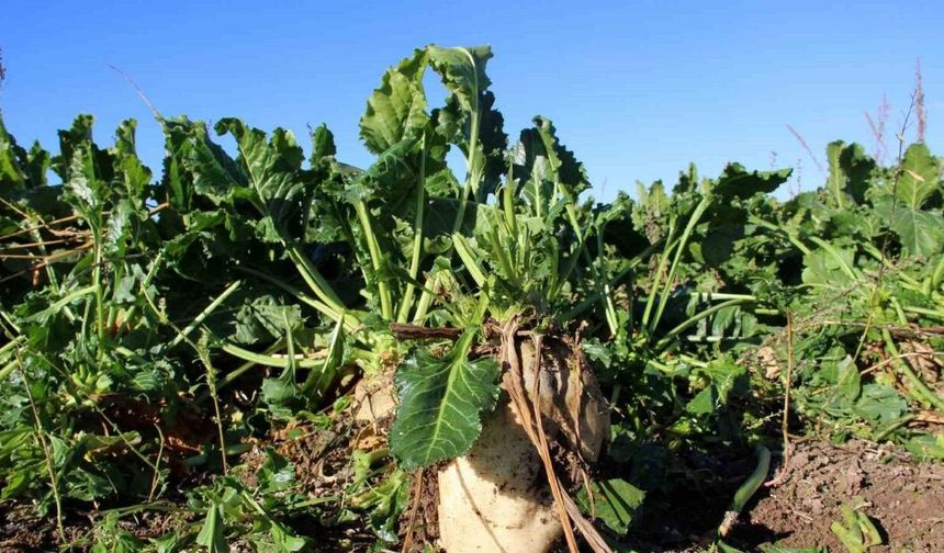 Erzincan’da Şeker Pancarı Hasadında Yeni Dönem: İşte En Yüksek Verim Veren Çeşitler