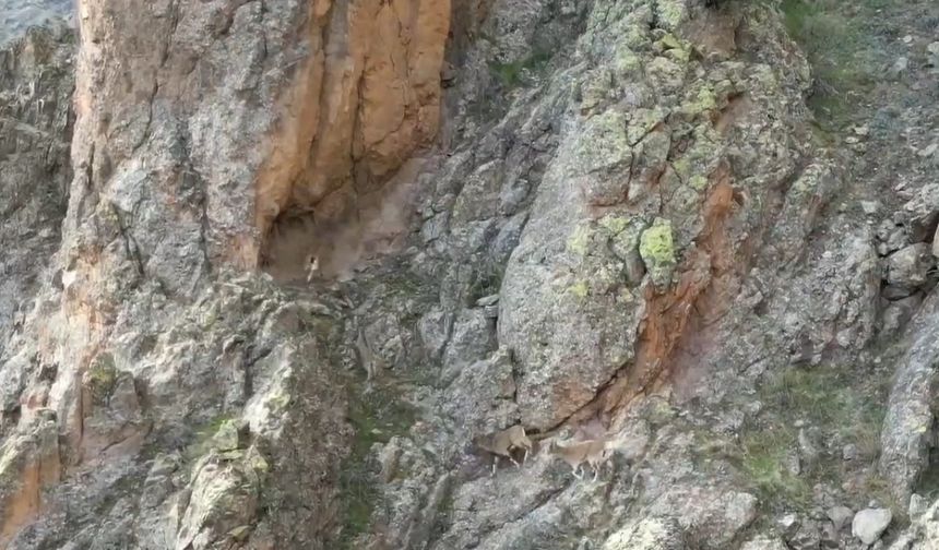 Kemah ilçesindeki sarp dağlarda yaşamını sürdüren dağ keçileri görüntülendi