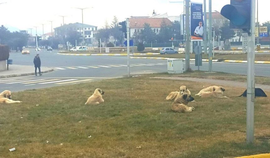 Köpek Sahiplerine Yargıtay'dan Tazminat Kararı