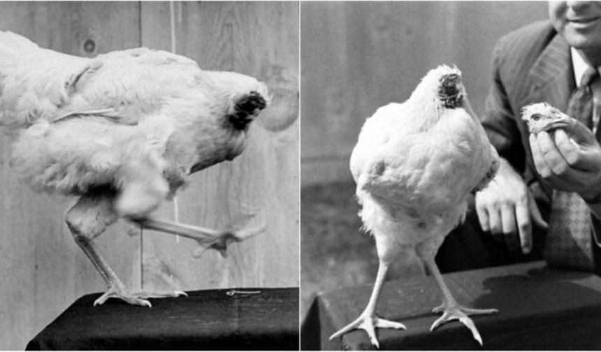 Kafası kesilen tavuk 18 ay boyunca yaşamaya devam etti!