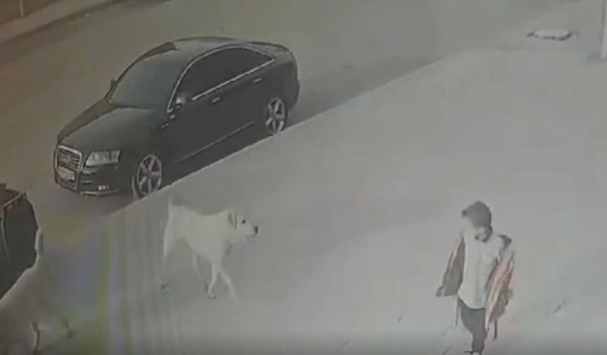Köpeklerin saldırısına uğrayan çocuğu vatandaşlar kurtardı