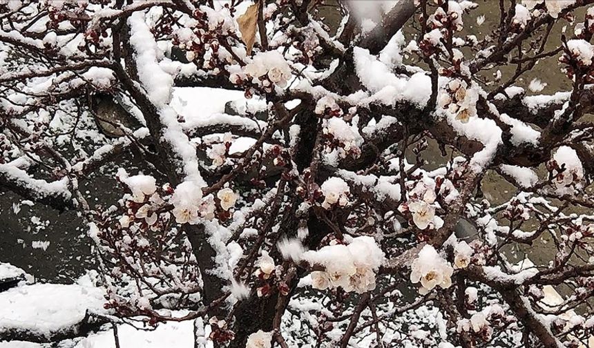 Meteoroloji'den Kritik Uyarı: Zirai Don Tehlikesi Başladı!