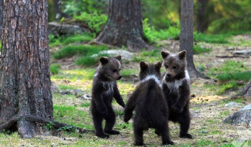 Minik ayıların sevimli dansından kareler