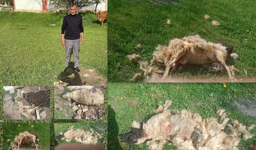 Sokak köpeklerinin saldırdığı 7 koyun telef oldu