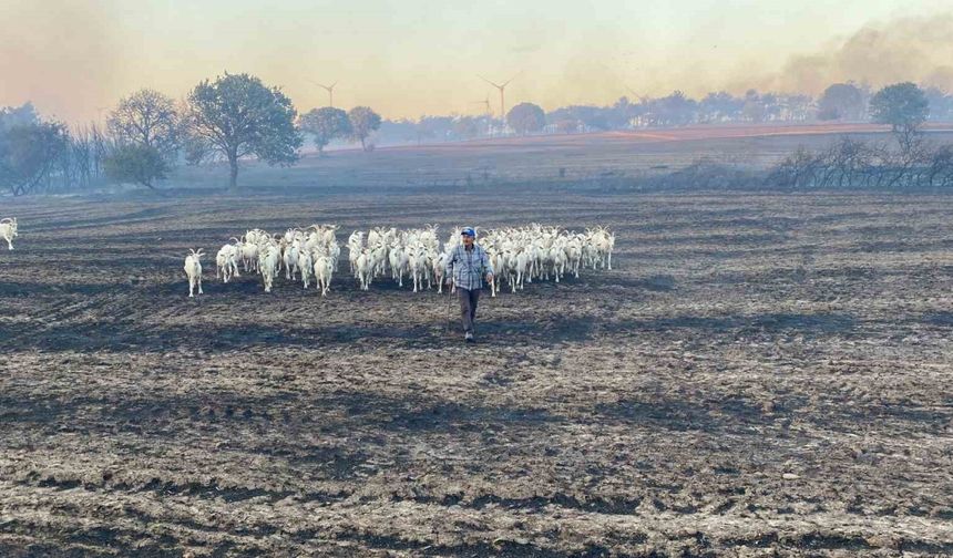 80 küçükbaş hayvanını yanmaktan son anda kurtardı