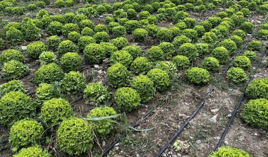 Iğdır'da teşvik ve desteklerle sebze yetiştiriciliği artıyor