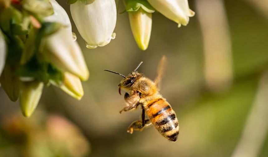Rüyada arı görmek, arı soktuğunu görmek ne anlama gelir