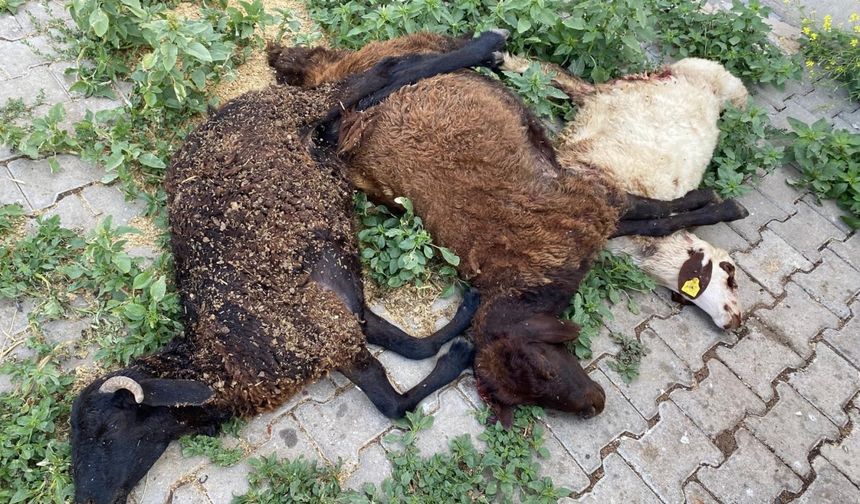 Bingöl'de sahipsiz köpekler 6 küçükbaş hayvanı öldürdü