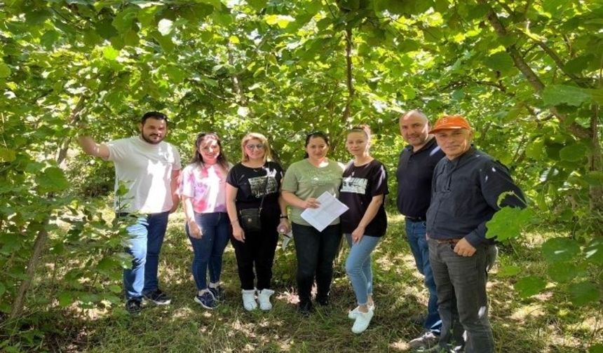 Giresun’da 2024 yılı fındık rekolte çalışmaları tamamlandı