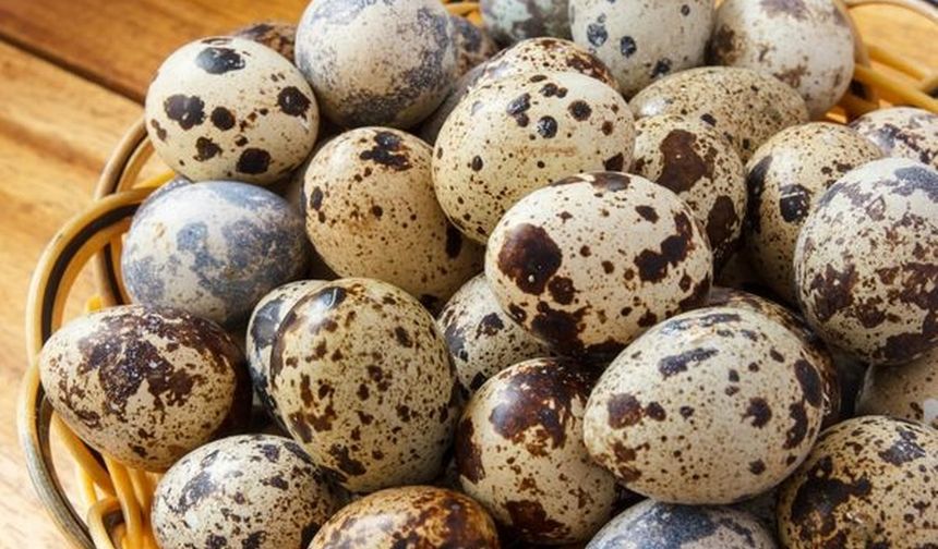 Bıldırcın yumurtasının faydaları neler? Zararlı yönleri var mı?