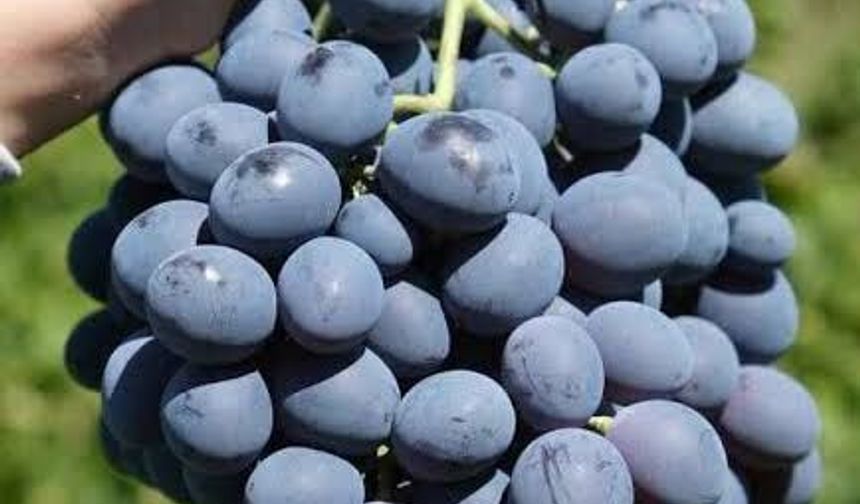 Cimin Üzümünün Çekirdeğinde "%75 Etkili" Doğal Reçete!