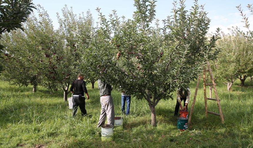 Muş'ta elma hasadından 25 milyon lira gelir beklentisi