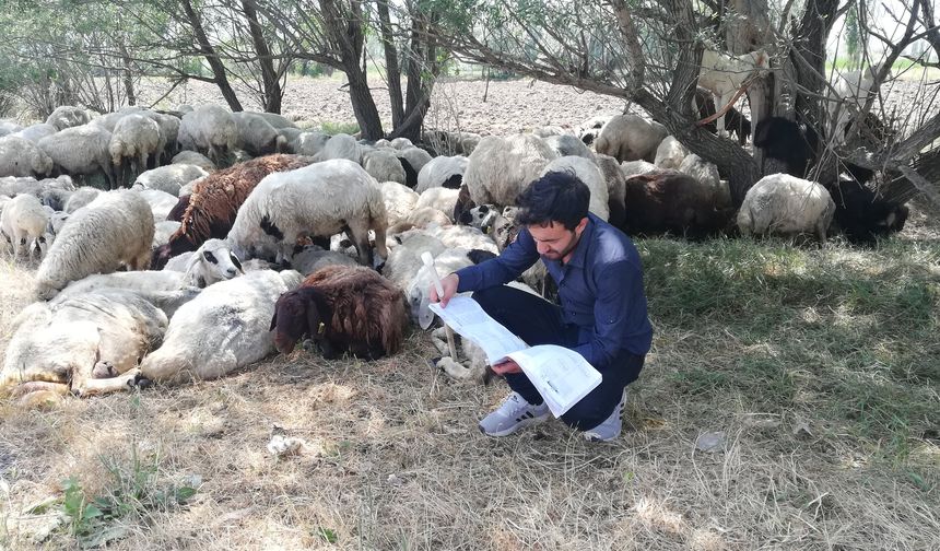 Erzincan'da Küçükbaş Hayvancılık Kan Kaybediyor: Gençler Asgari Ücrete Yöneliyor