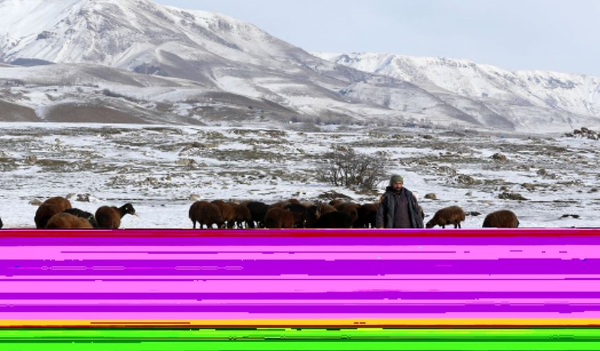 Erzincan ve Muş’taki besicilerden özverili mücadele