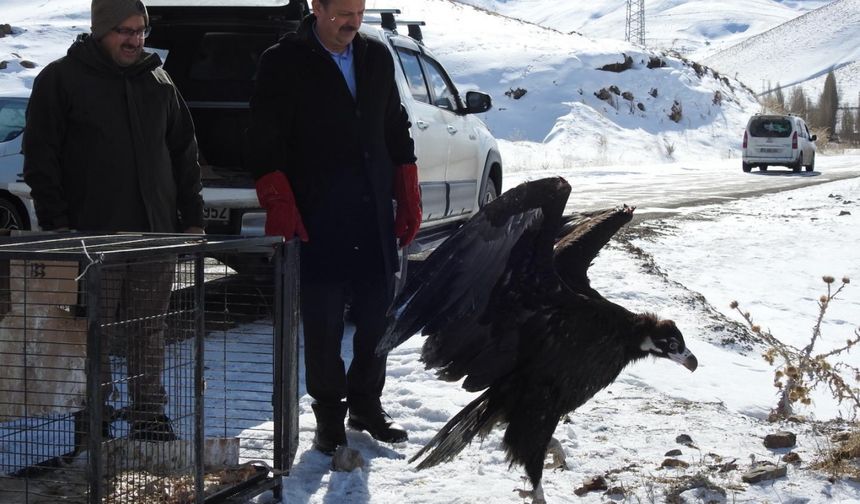 Erzurum'da Tedavi Edilen Kara Akbaba Özgürlüğüne Kavuştu