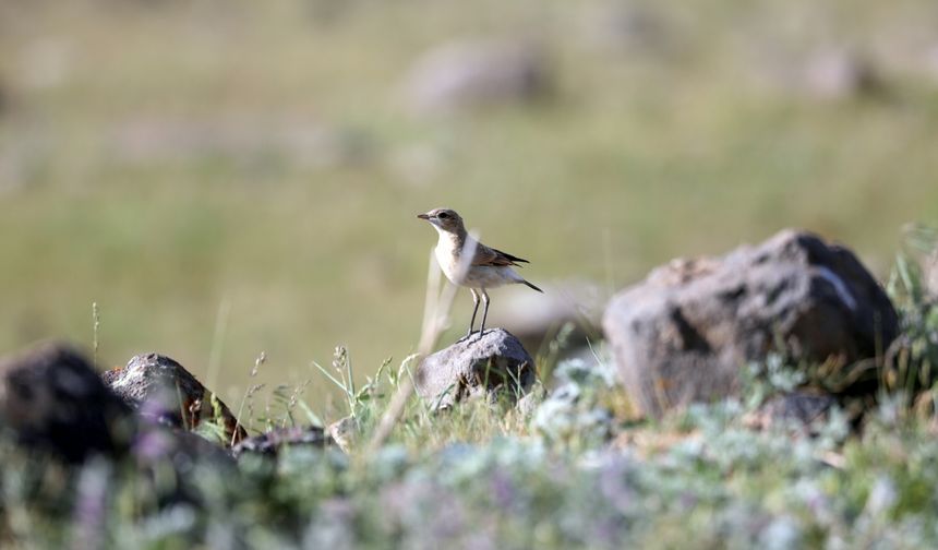Boz Kuyrukkakan Kuşunun Eşsiz Kuyruk Sallama Dansı Kamerada