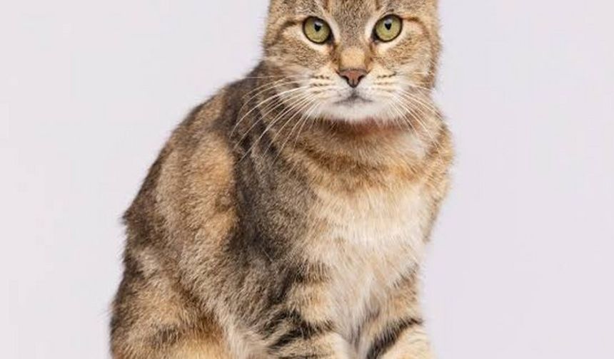 Battalgazi’de Nefes Kesen Kurtarma Operasyonu: Tahliye Borusuna Sıkışan Yavru Kedi İtfaiyeyi Harekete Geçirdi