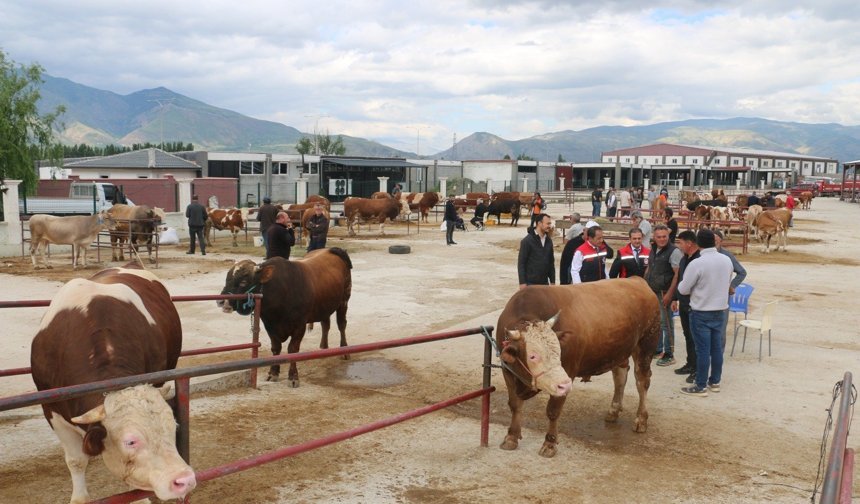 Erzincan'da Kurbanlık Fiyatları Belli Olmaya Başladı