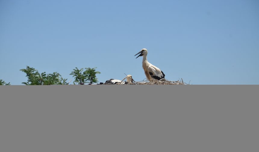 Muş’ta Baharın Müjdecisi Leylekler, Yavrularını Sevgiyle Büyütüyor