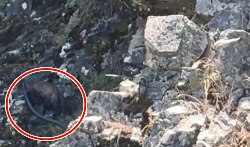 Tunceli’de Nadir Görülen An: Sansar, Gündüz Vakti Yılan Avlayıp Kayalıklara Tırmandı