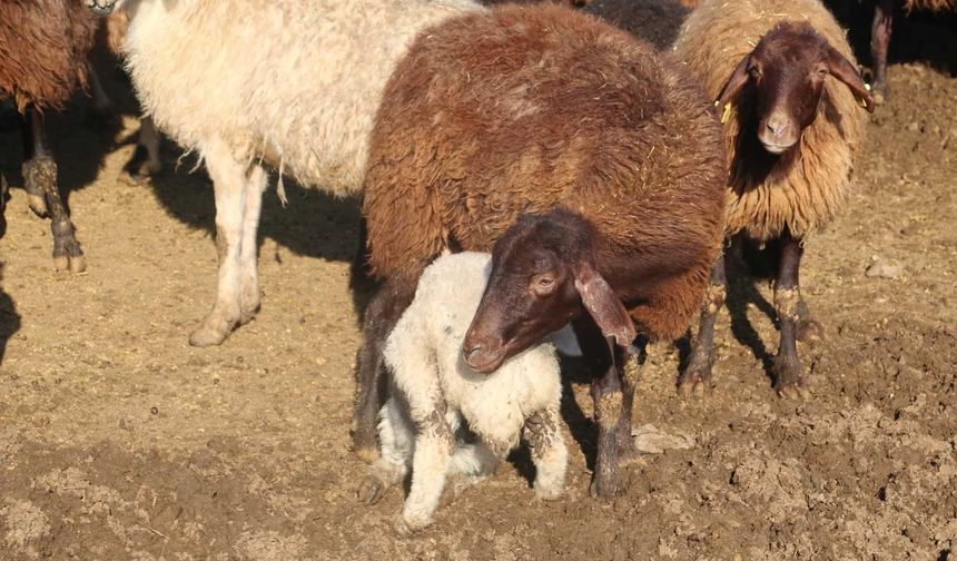 Erzincan’da Hayvancılığa Büyük Destek: Kredi Limiti 1,2 Milyon TL’ye Çıktı