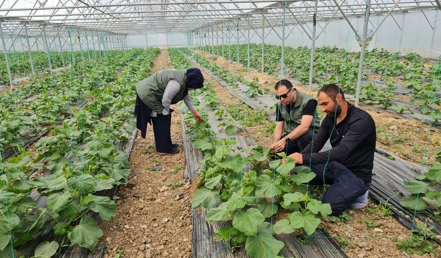 Erzincan’da Meyve Üreticilerine Kritik Uyarı!