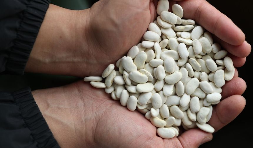 Erzincan’da Fasulye Üretimini Dönüştürecek Keşif