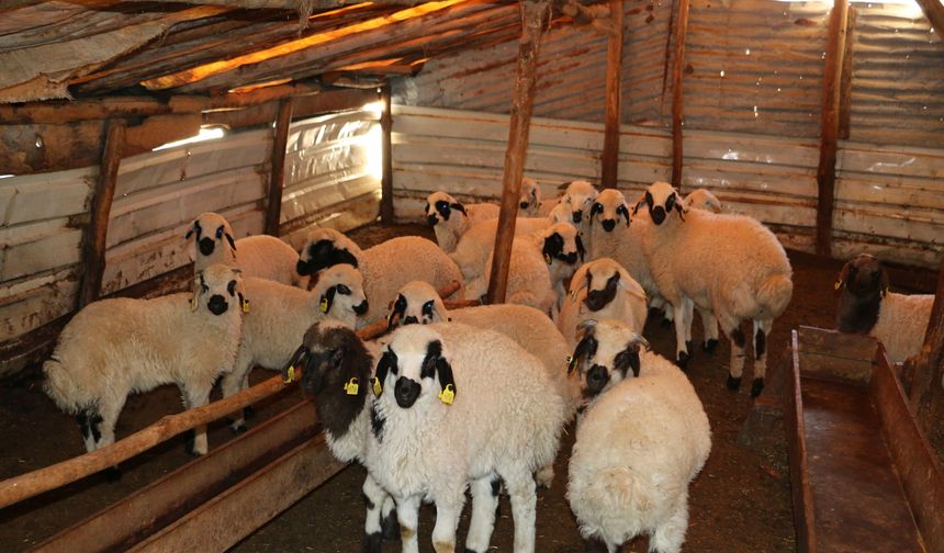 600 Bin Küçükbaşla Gelen Önem